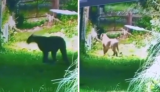 Terror en un barrio privado de Escobar por un puma que apareció merodeando: video